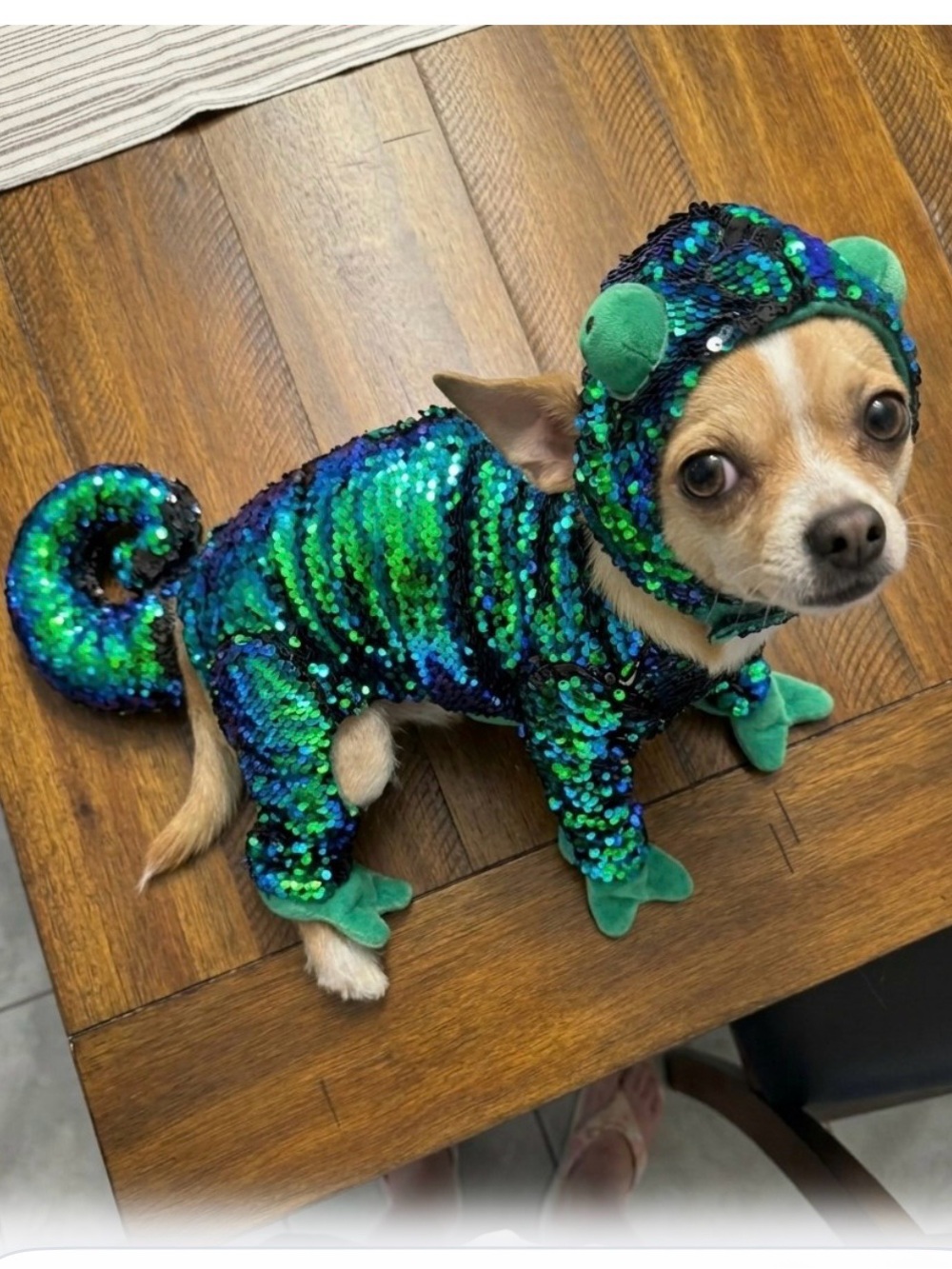 Extra Small Halloween Chameleon Pet Costume in Green & Blue